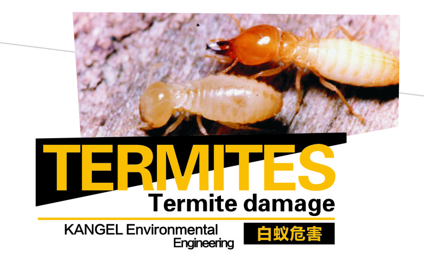 Harm of termites